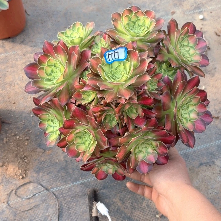 韶华法师多肉1717