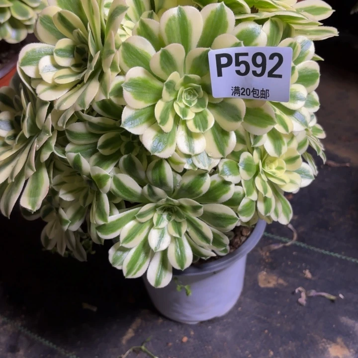 瑞妈，，。，。。592迈，有断，