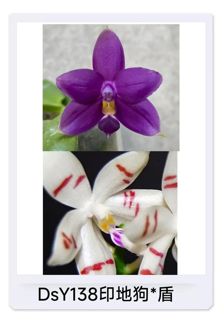 原生蝴蝶兰 【印地狗*盾】1.7寸杯花苗