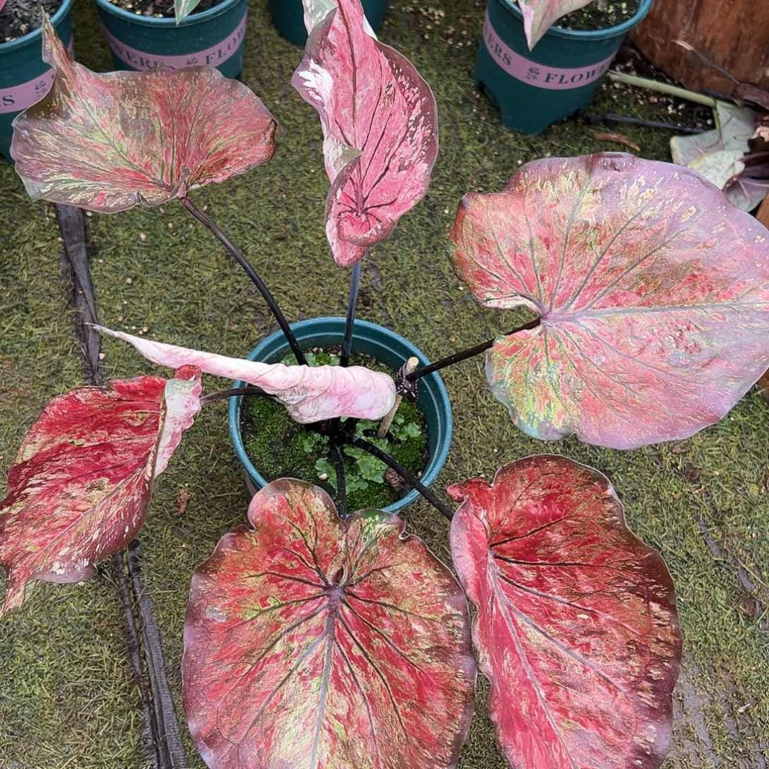 无花朵大球拉胡泰彩13