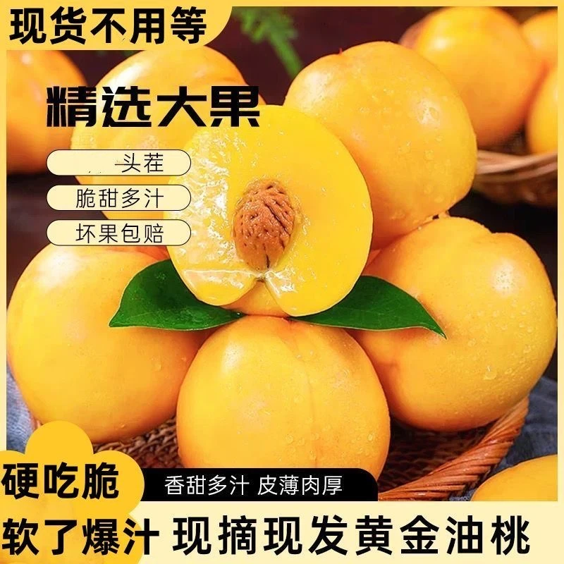 带箱5斤正宗山东蒙阴黄金油桃新鲜桃子当季水果脆甜多汁甜桃黄肉