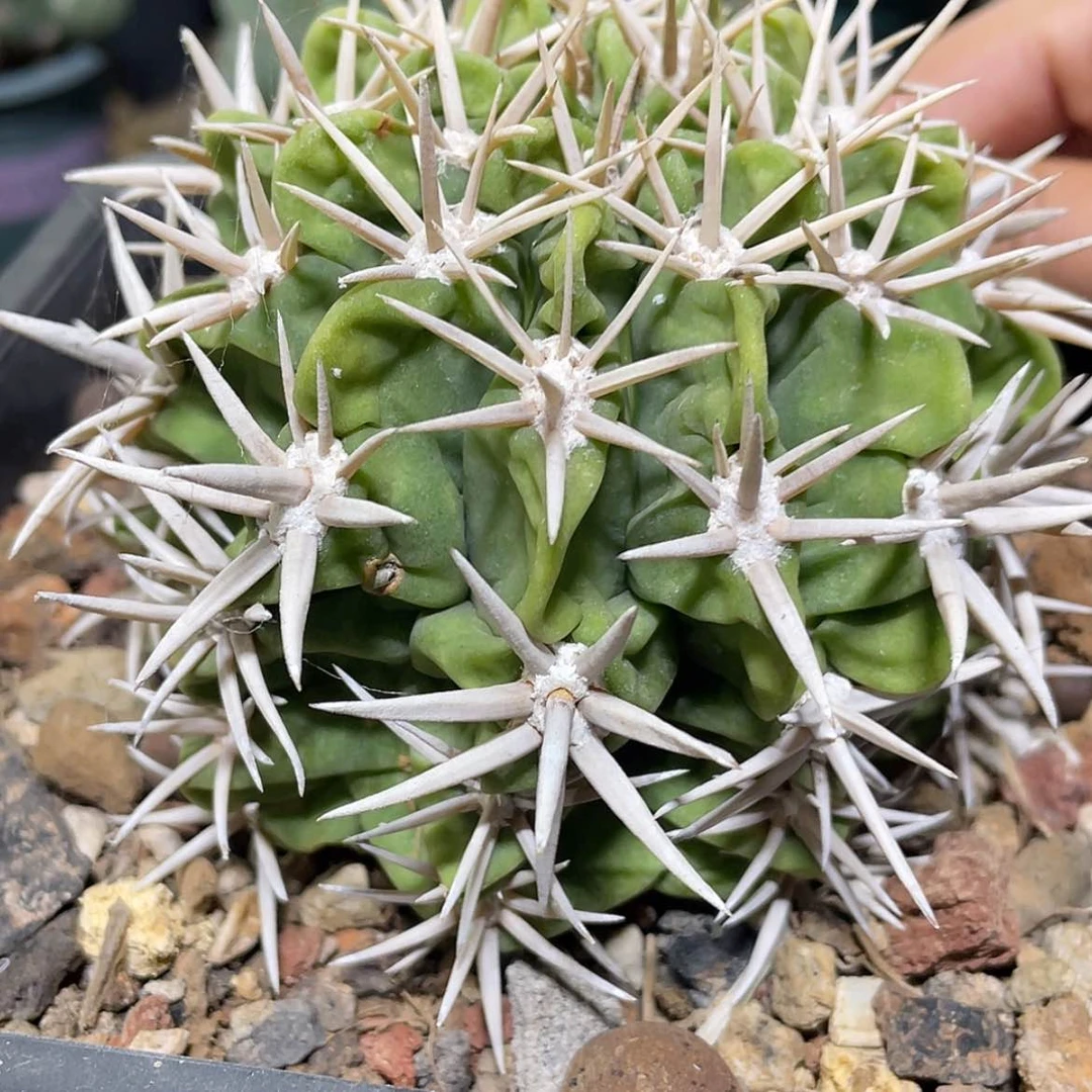 【闪购商品】碧岩玉有根6666