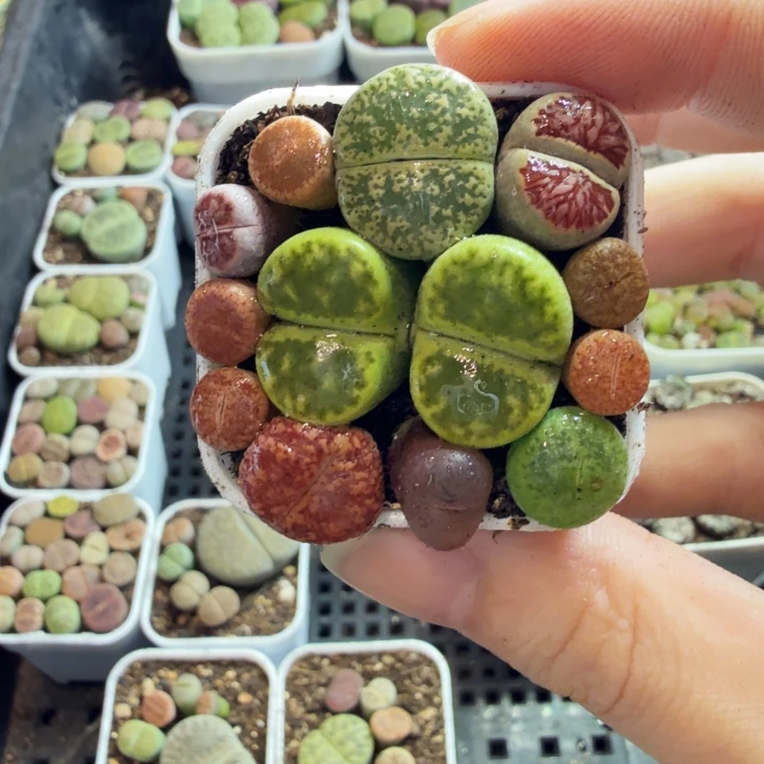 富***贵多肉植物的生长发育127