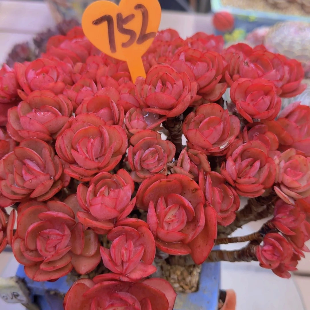 桃**福752多肉植物一物一拍