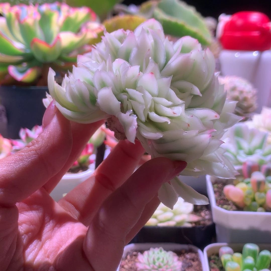 紫蝴蝶覆轮锦缀化