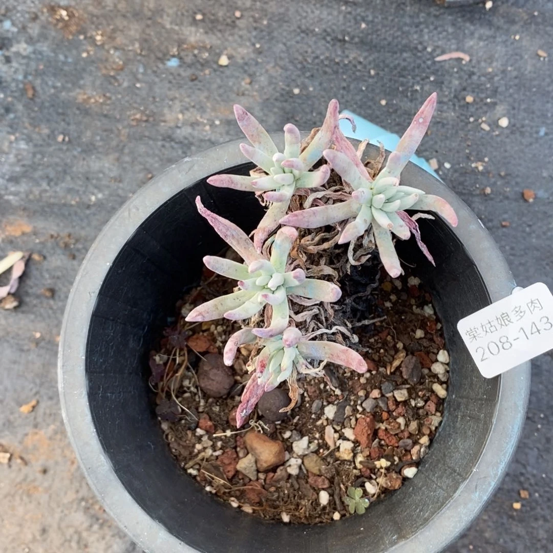 143号瑕疵瑕疵瑕疵