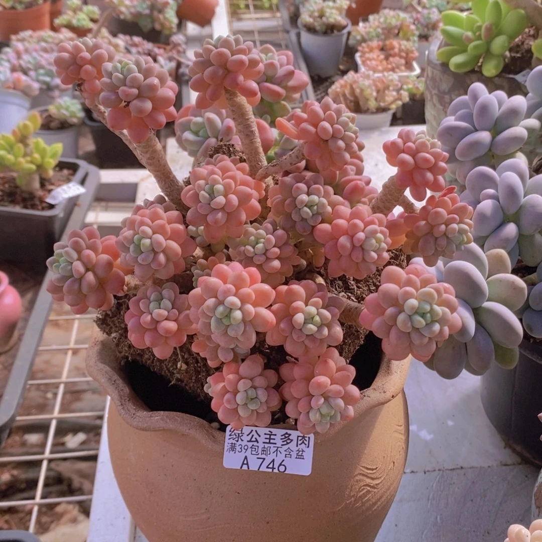 鱼子酱老桩18cm746多肉植物