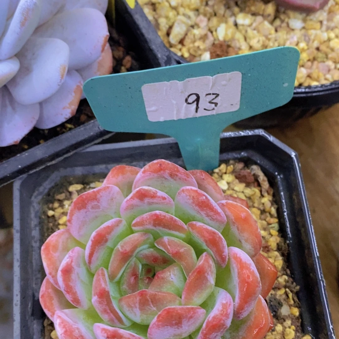 首播，开心多肉，福利场