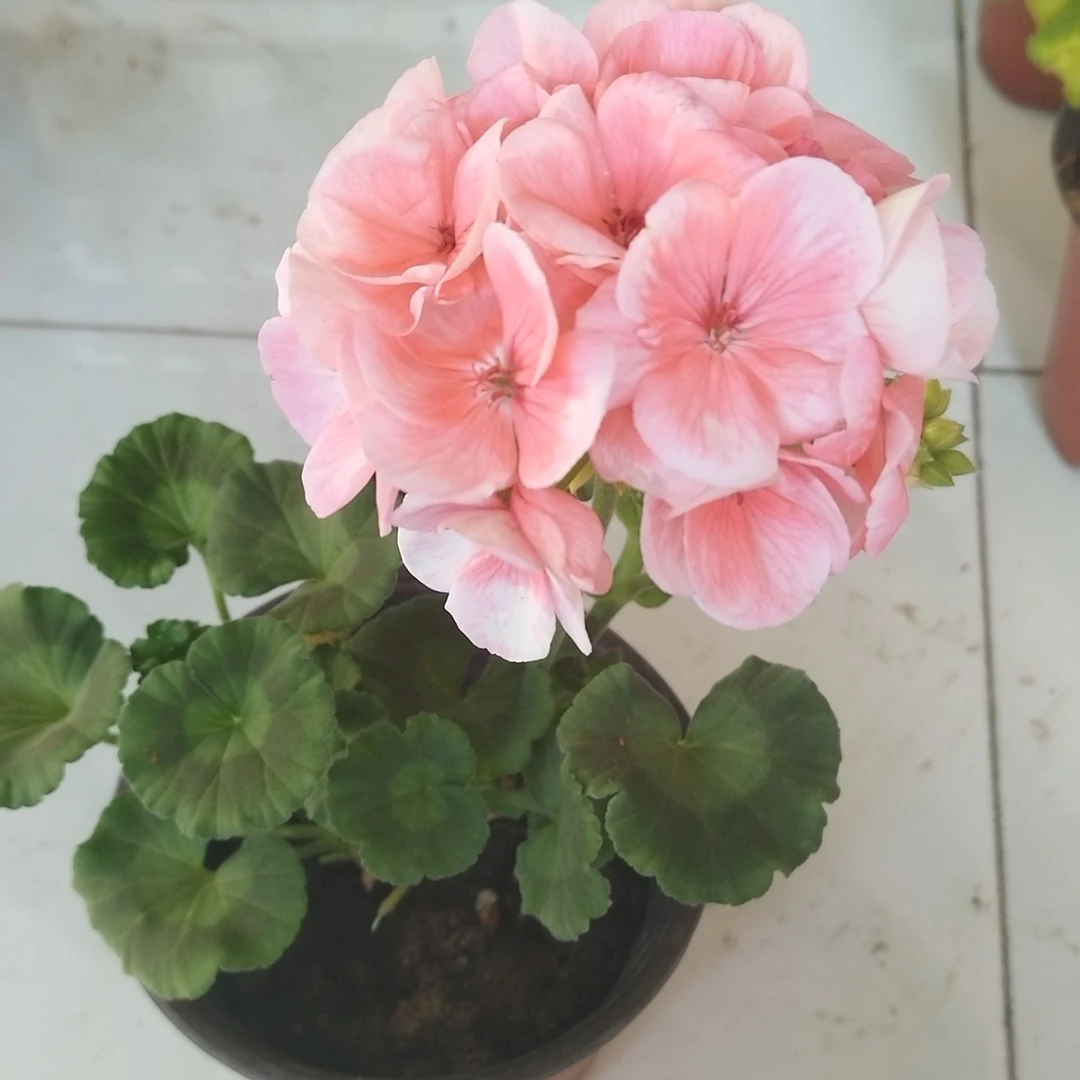 天竺葵一盆包邮到家