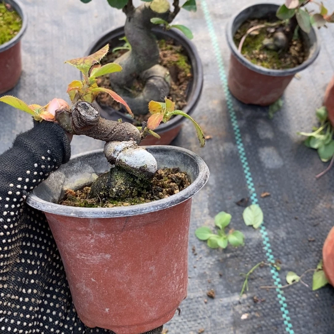 松***籽无花朵盆景盆景25