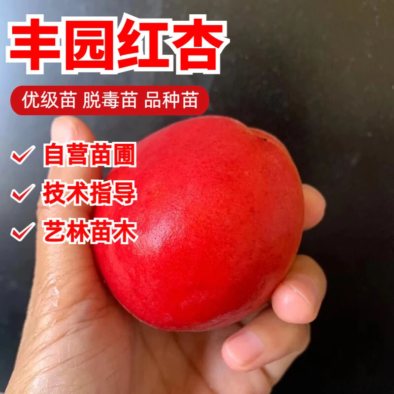 丰园红杏树苗 嫁接杏子红杏苗 丰园红杏果苗盆栽地栽南北种植耐寒
