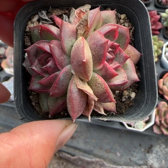 142紫水晶多肉植物多