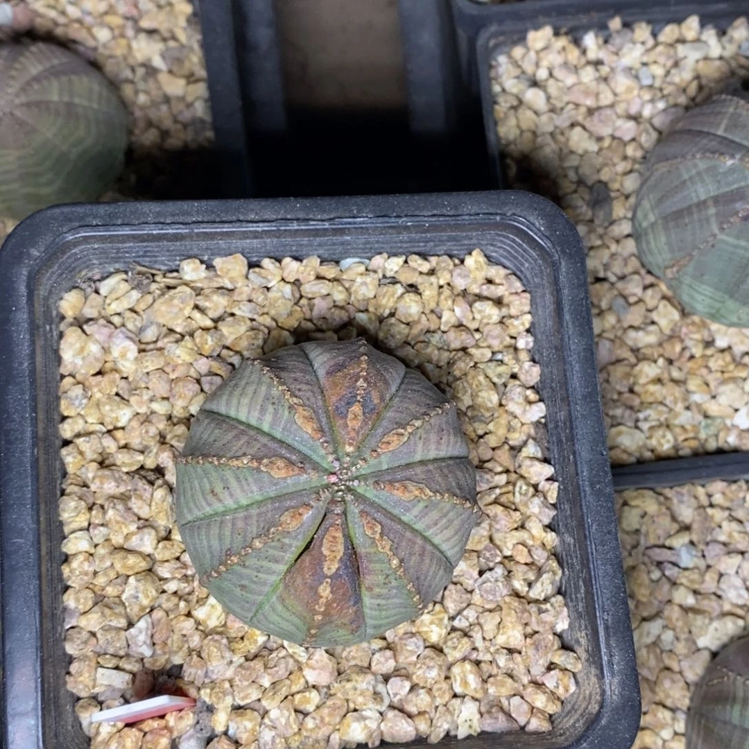 欧系布纹球一物一拍