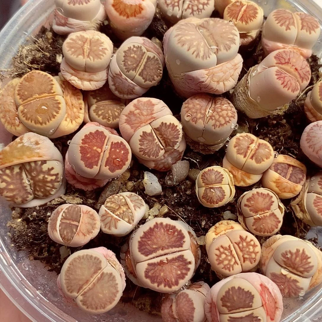 我要做自己爱干就给你们做058