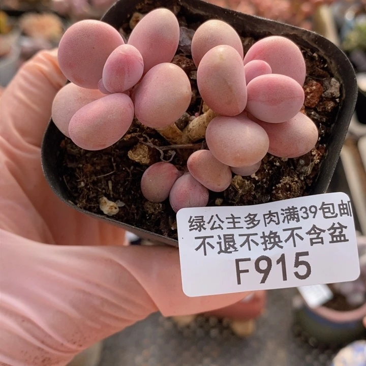 腰子桃蛋5cm915多肉植物