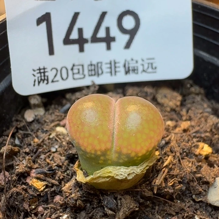 红宝石风铃带盆土。