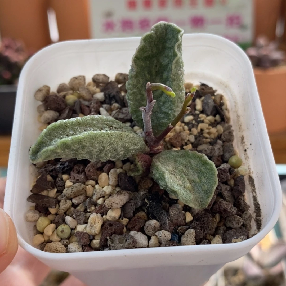 【闪购商品】无花朵龙葵