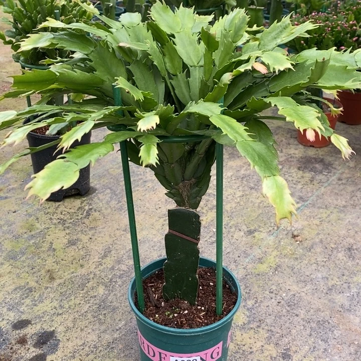 当前无花栽培后可以开花杨*燚082嫁接067