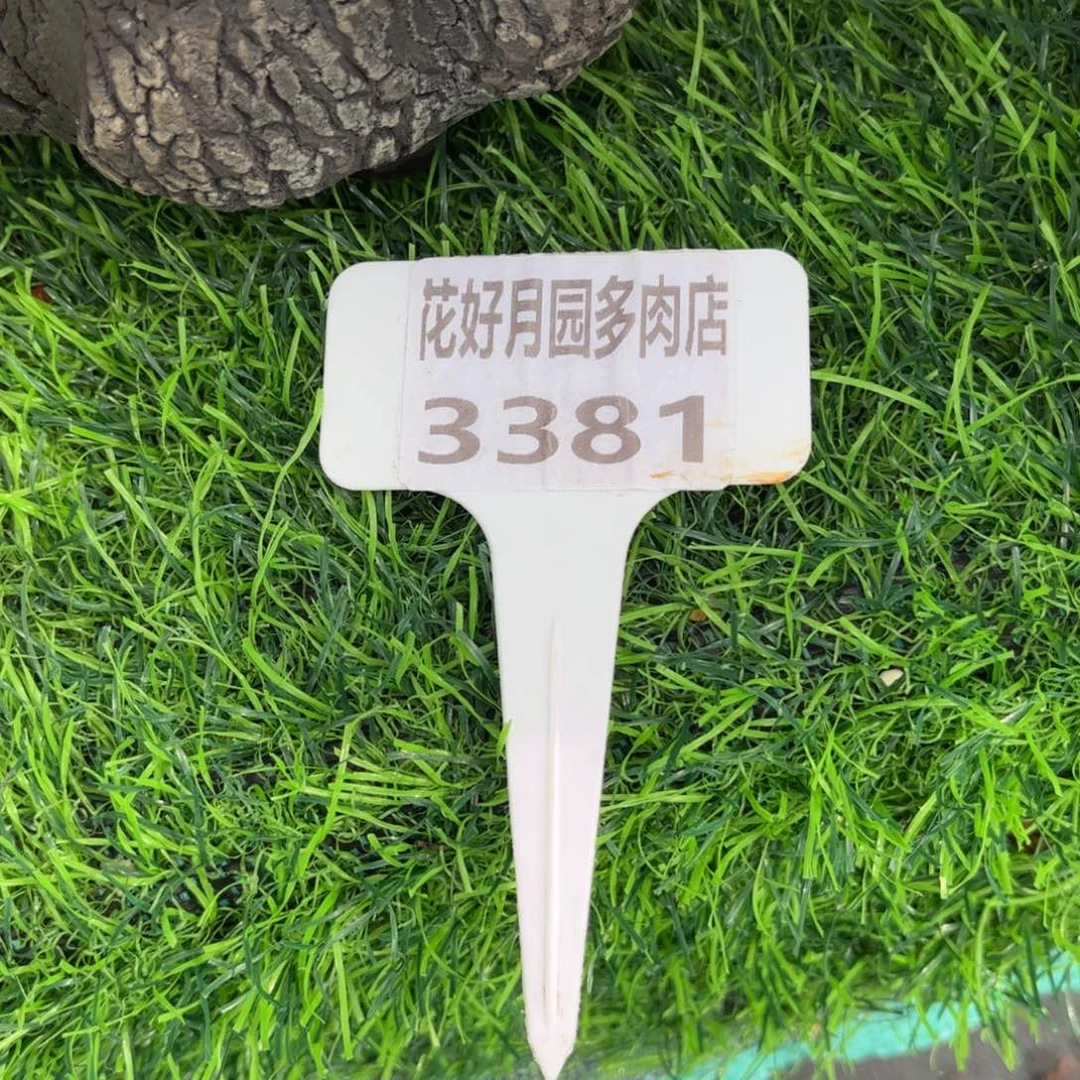 美***神多肉植物3381………….