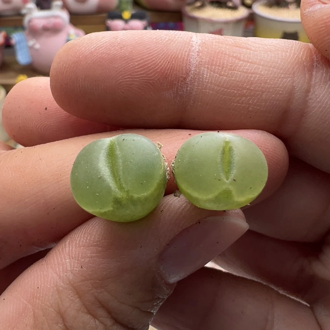 449。y 400 柏实多肉植物