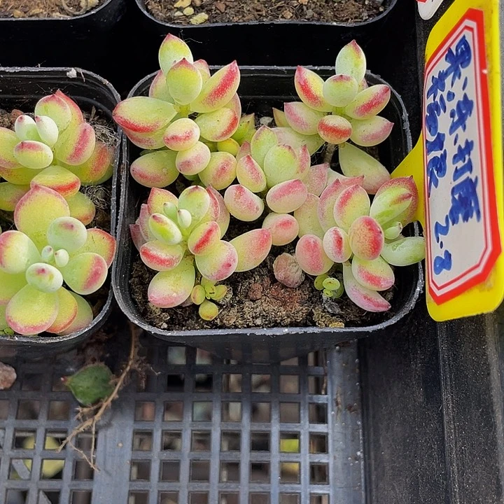 6.5方果冻打磨带盆土