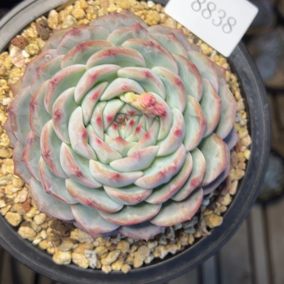 郭**°8838多肉多多多多