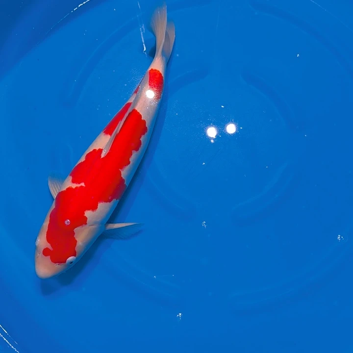 锦鲤红白专拍链接