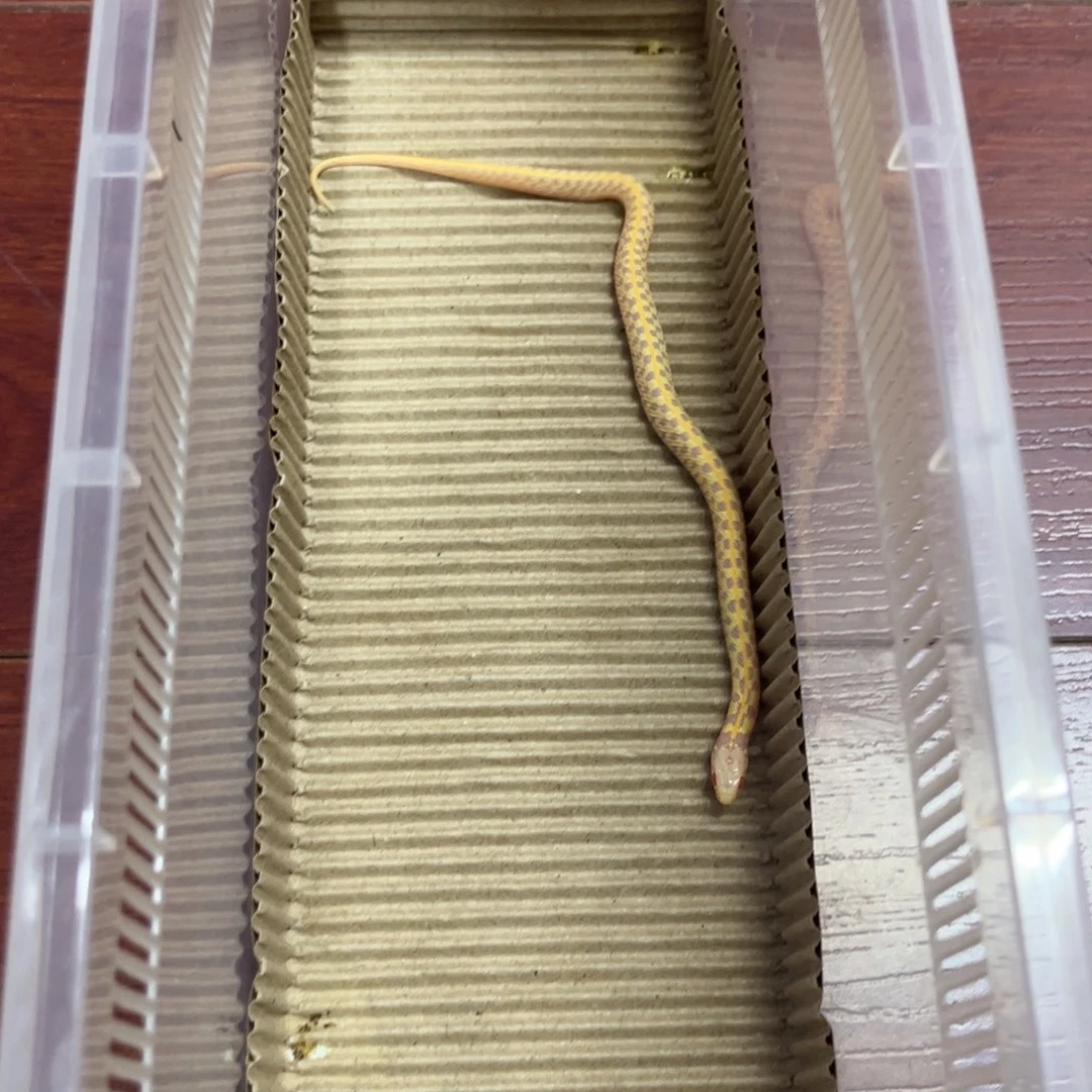 彩色蚕宝宝白化束带大苗
