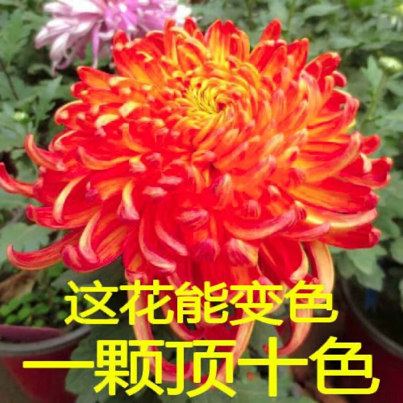 变色菊大菊花苗盆栽九月开花多年生九月菊室内外阳台庭院绿植花卉