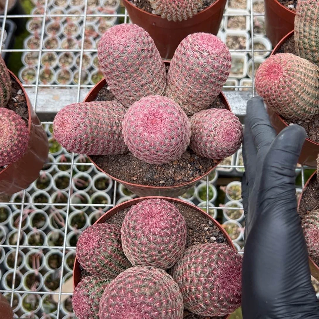 林***海零零落落 零零落落