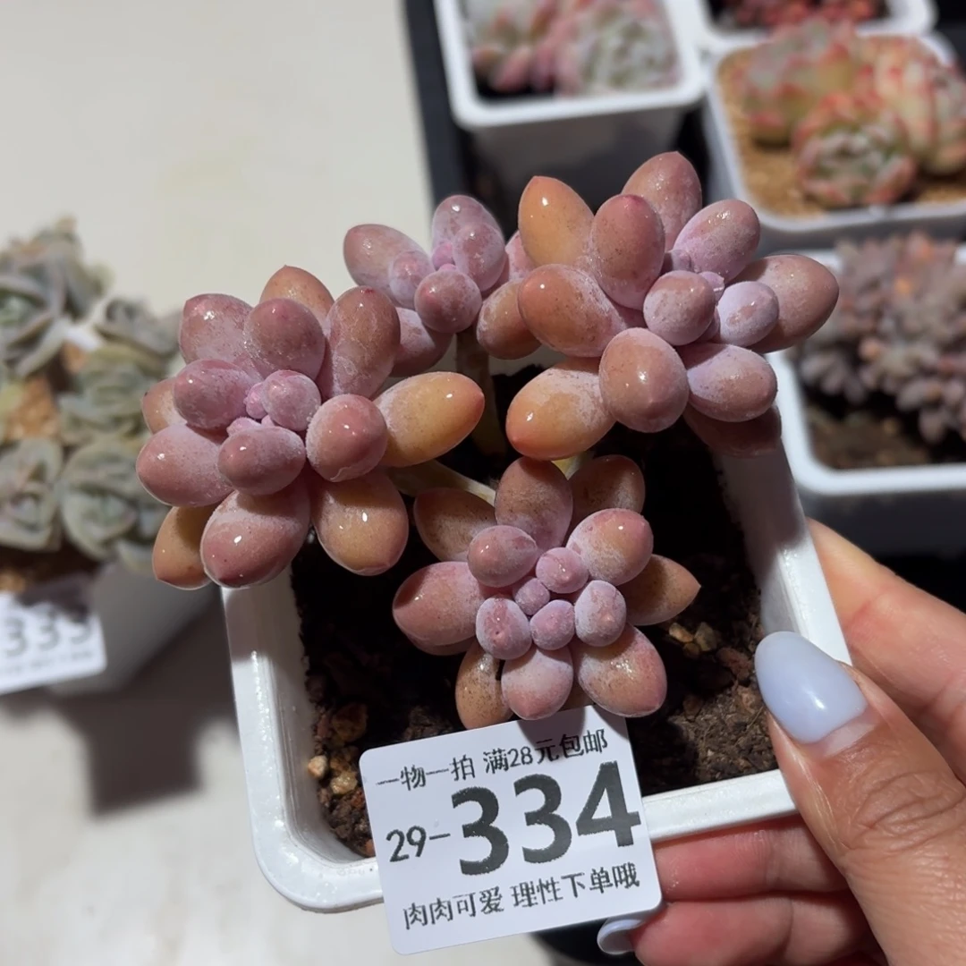 汤圆无盆土发货无