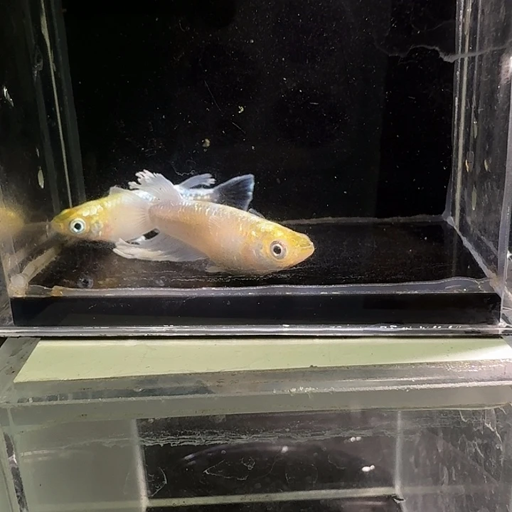 青鳉鱼一物一拍346