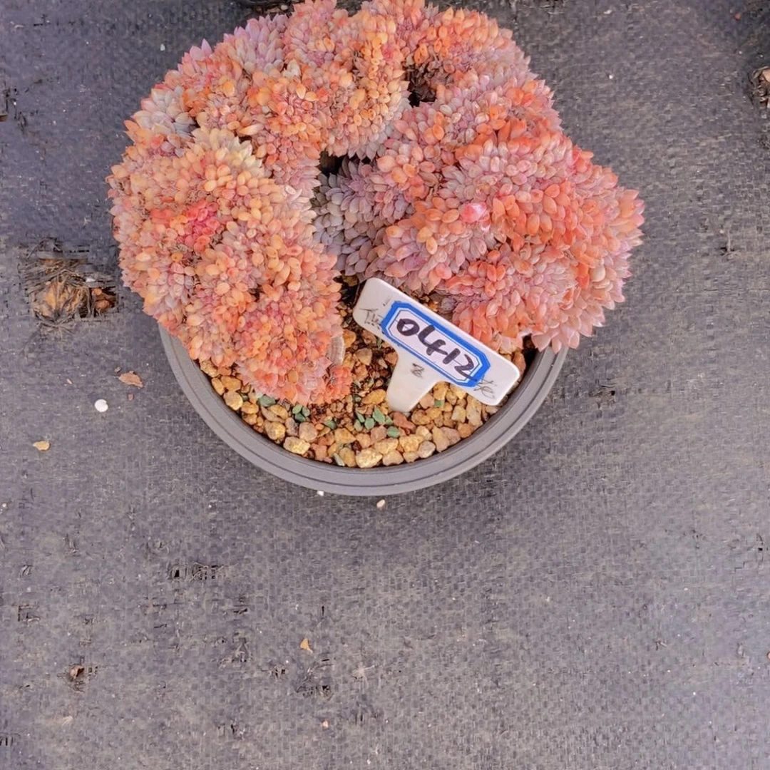 *****0412星影缀一颗一颗