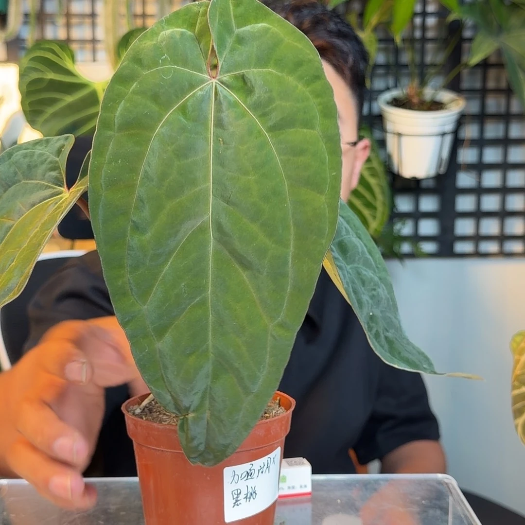 小***R完全开放加通湖杂黑桃U71叶损