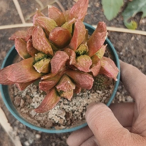 561仙人球嫁接缺水的