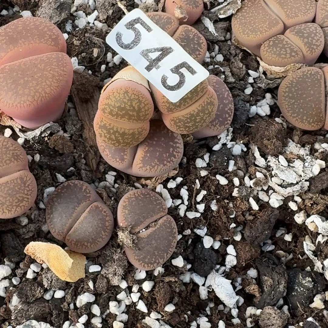 生石花特价545一物一拍