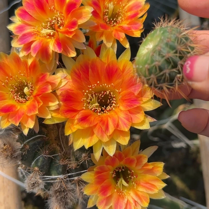 47丽花美花5歪无根侧芽2一3公分左右