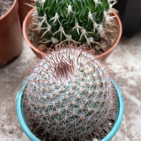 多棱玉秀玉仙人球16米