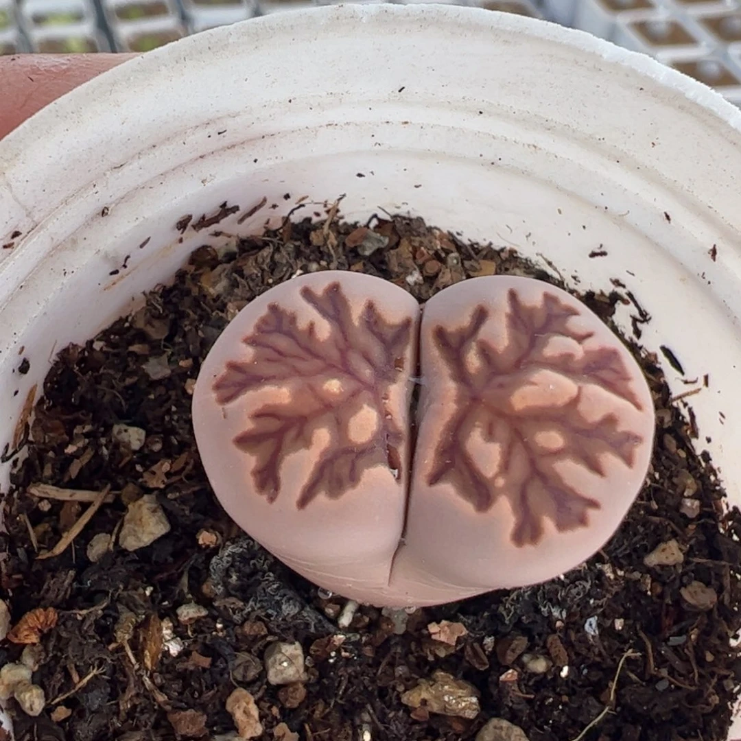 463多肉植物百科