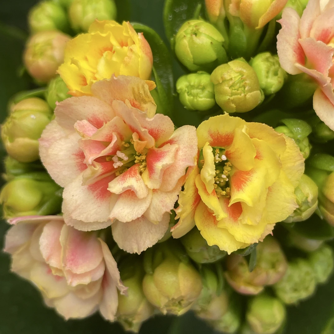 【梨花锦】稀有品种110盆长寿花