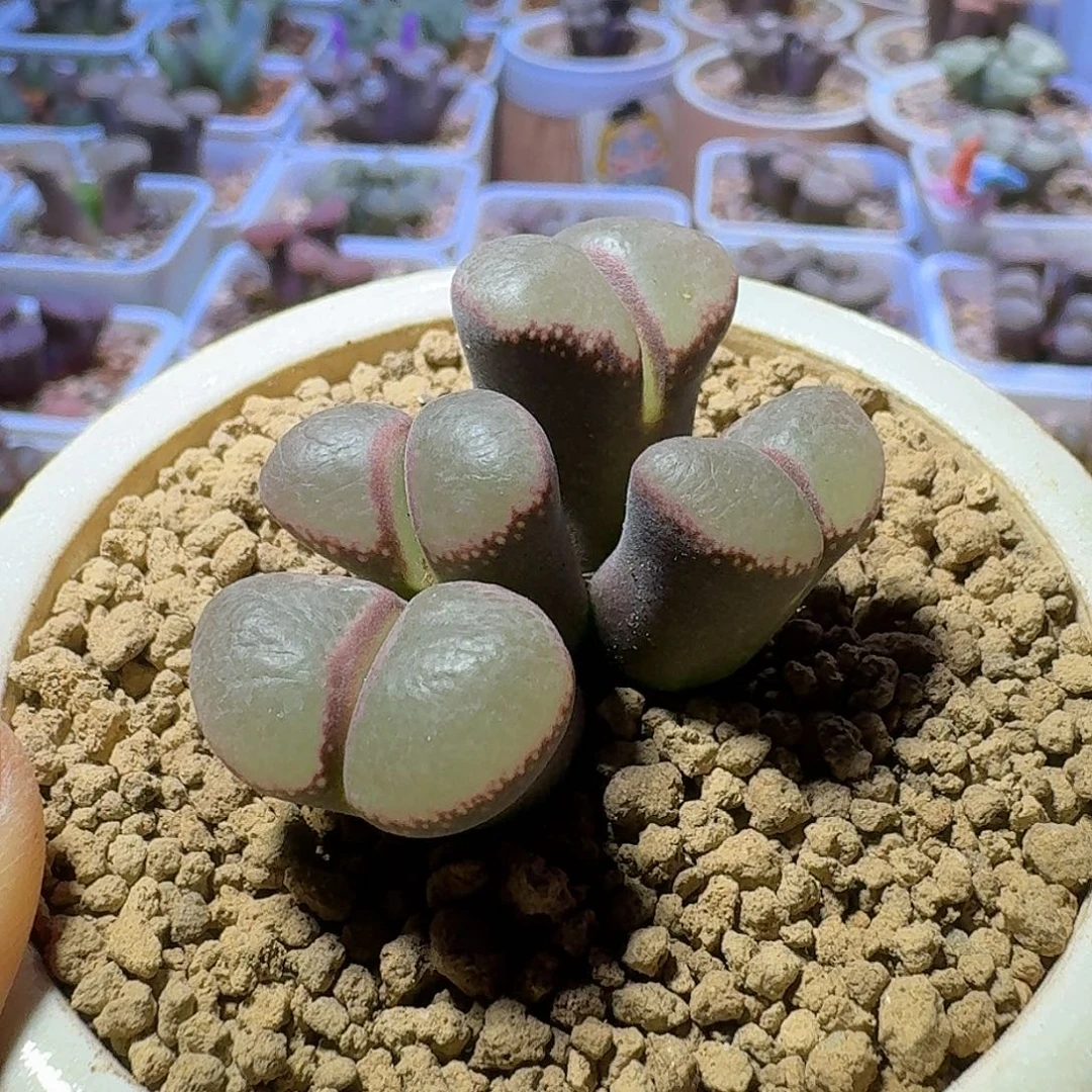 61号四头风铃一物一拍