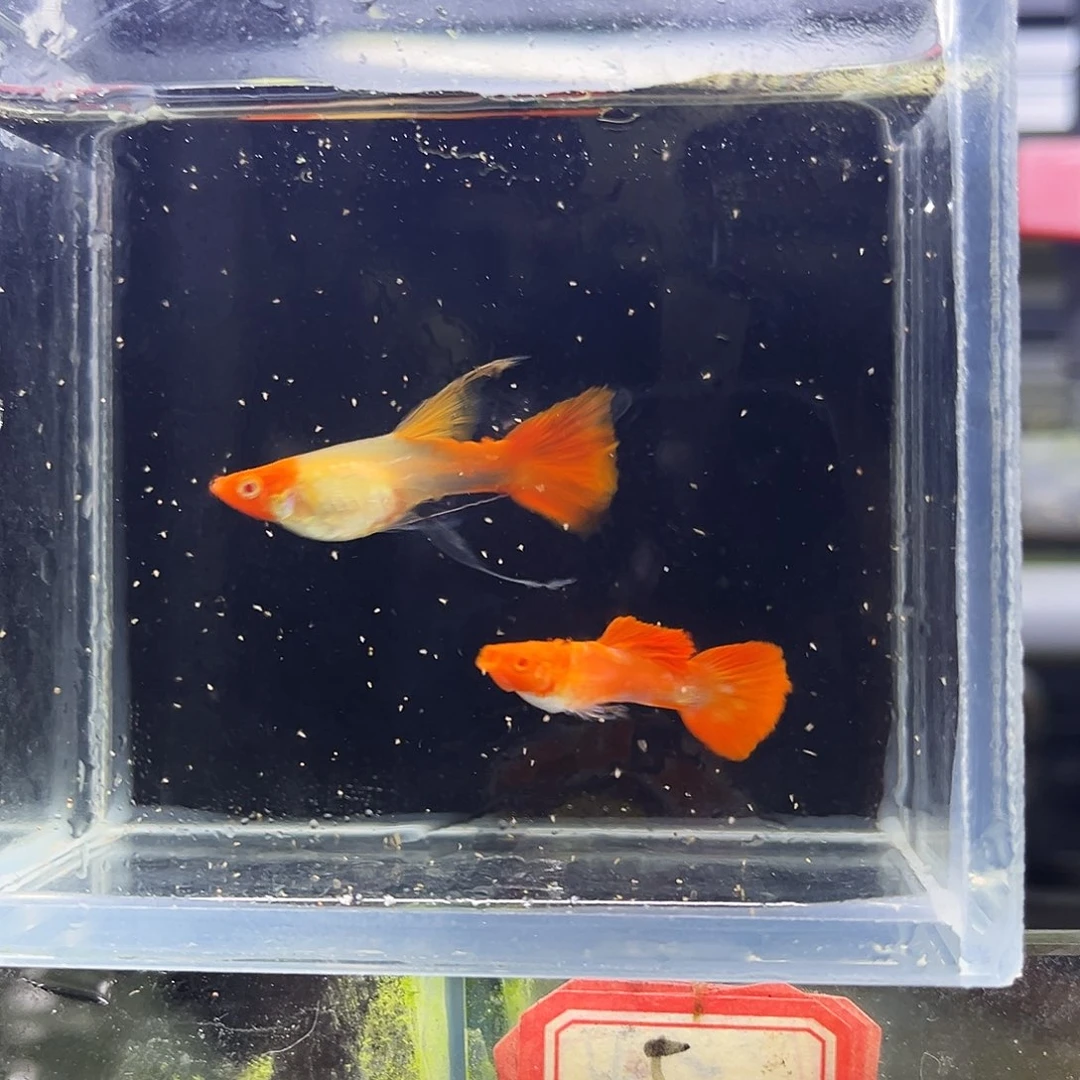 孔雀鱼红头一对大c