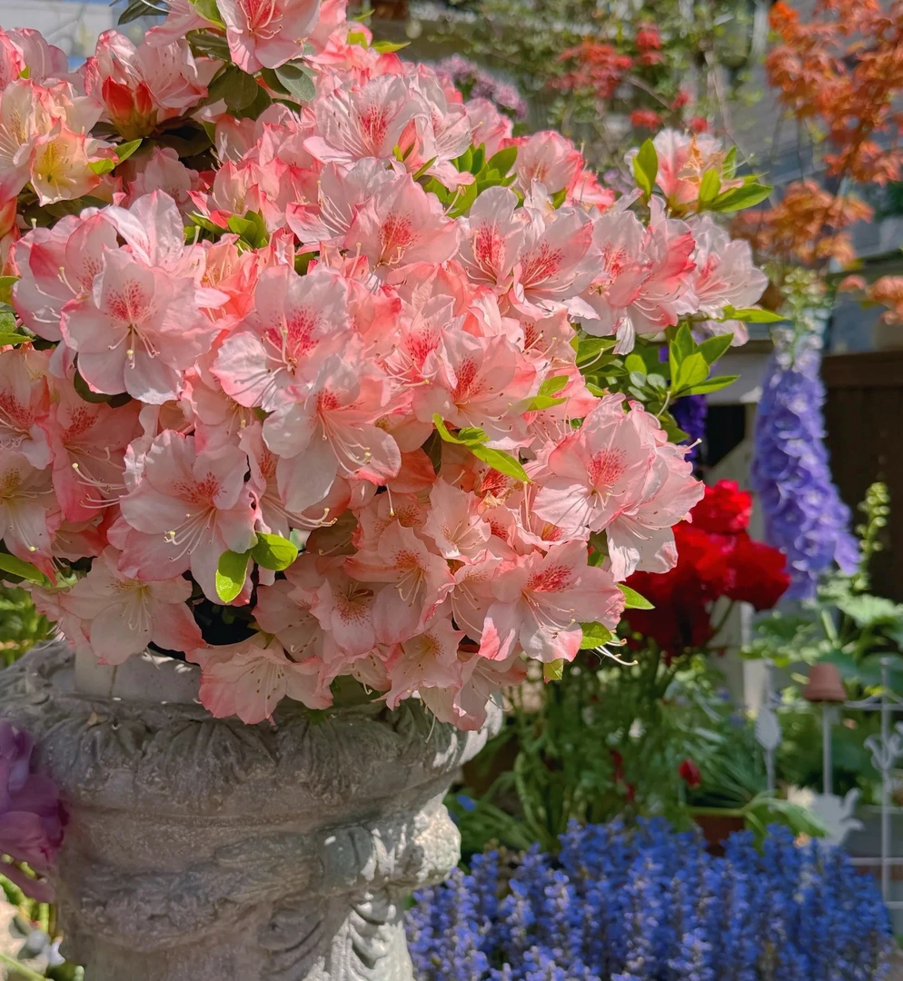 久留米高端盆栽满树花苞多年生好养易活适合庭院阳台[一物一拍]