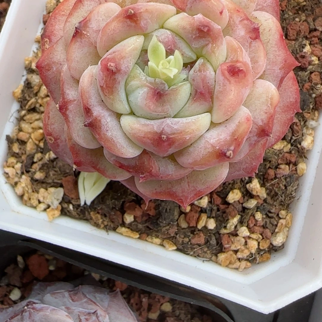 花语逸境0216-350