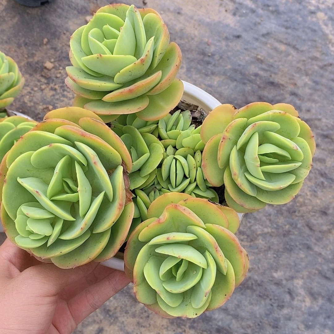 鸡蛋碧桃三头起发老桩大盆