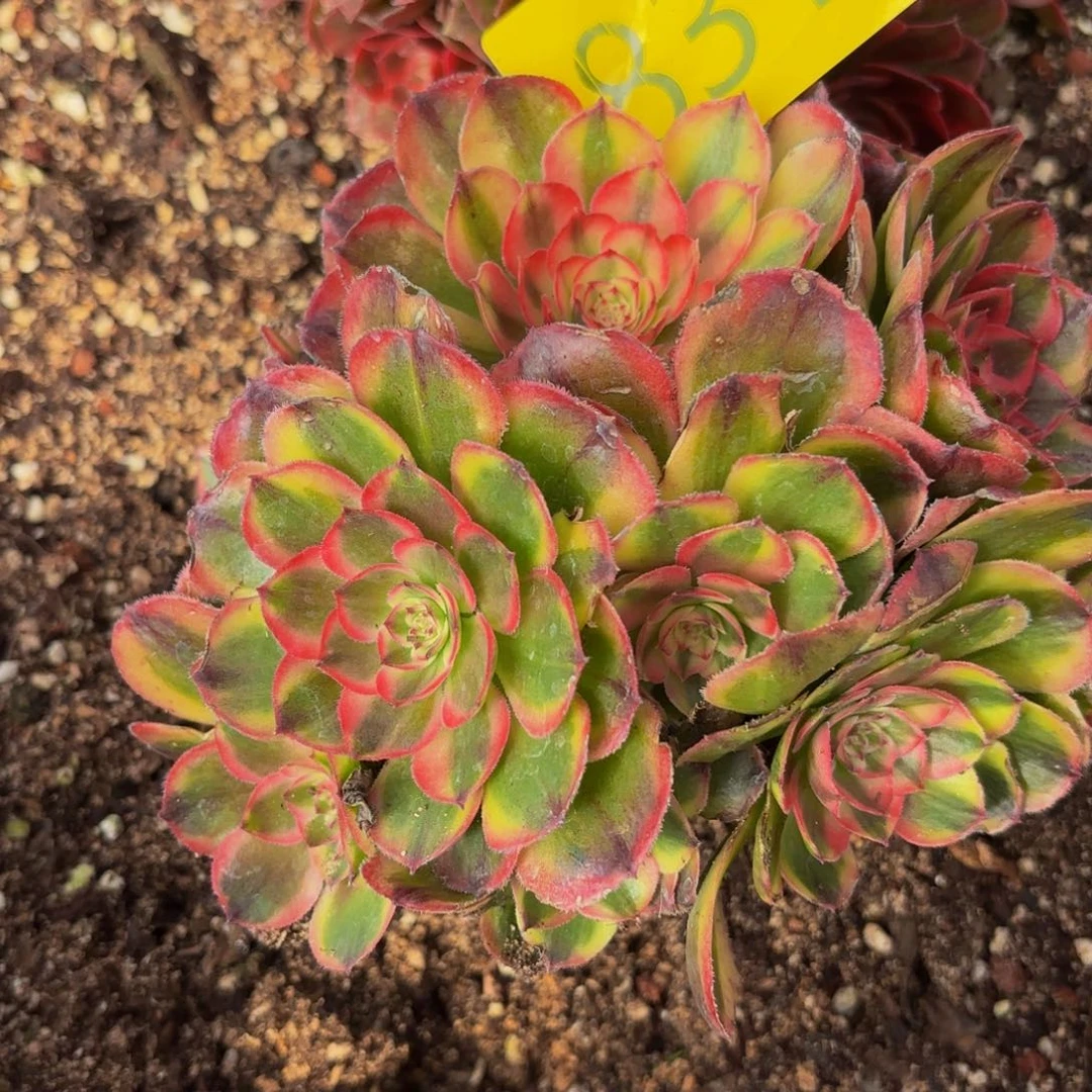 哈哈多肉植物福利头831