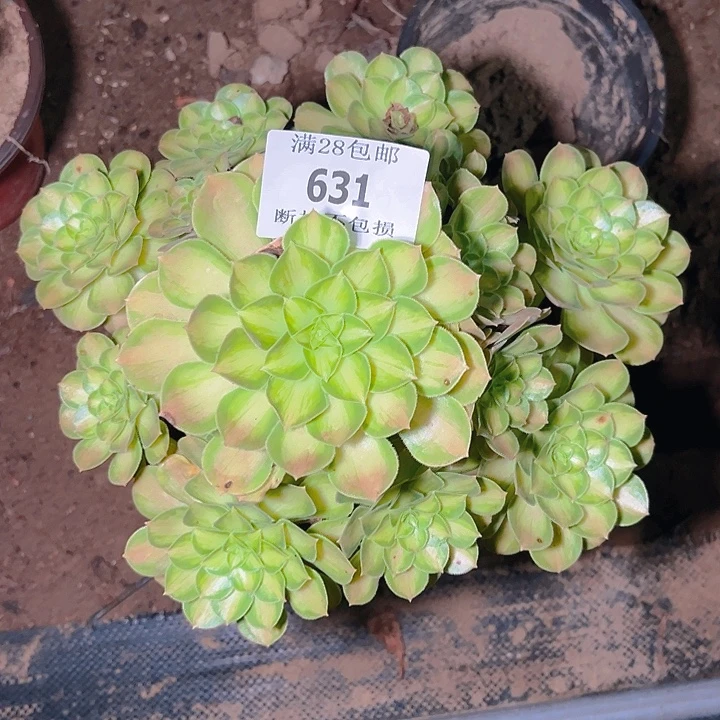 631韶华多肉植物保护