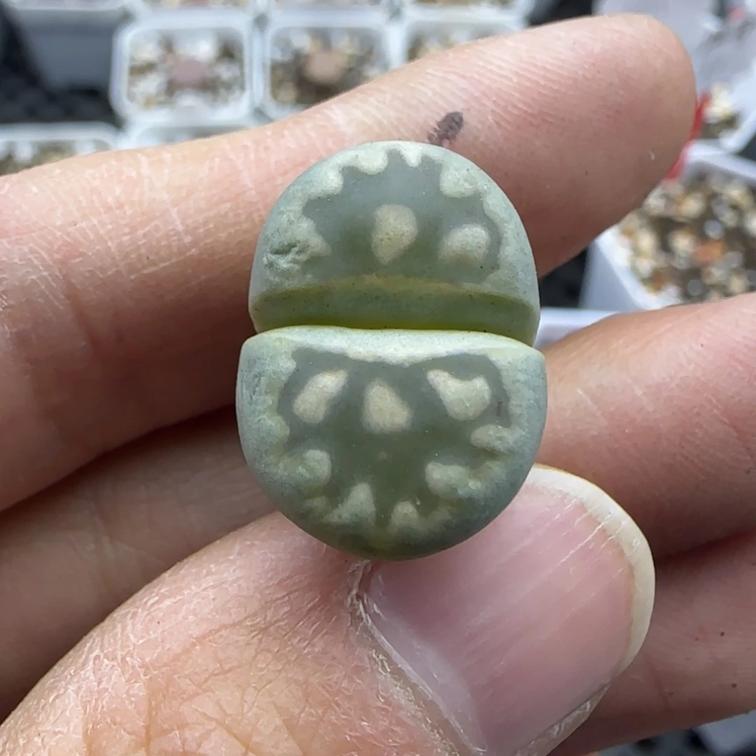 725 清框福利30包邮