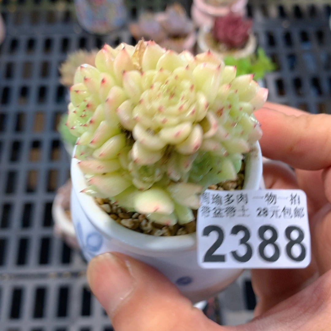 精控多肉植物2388