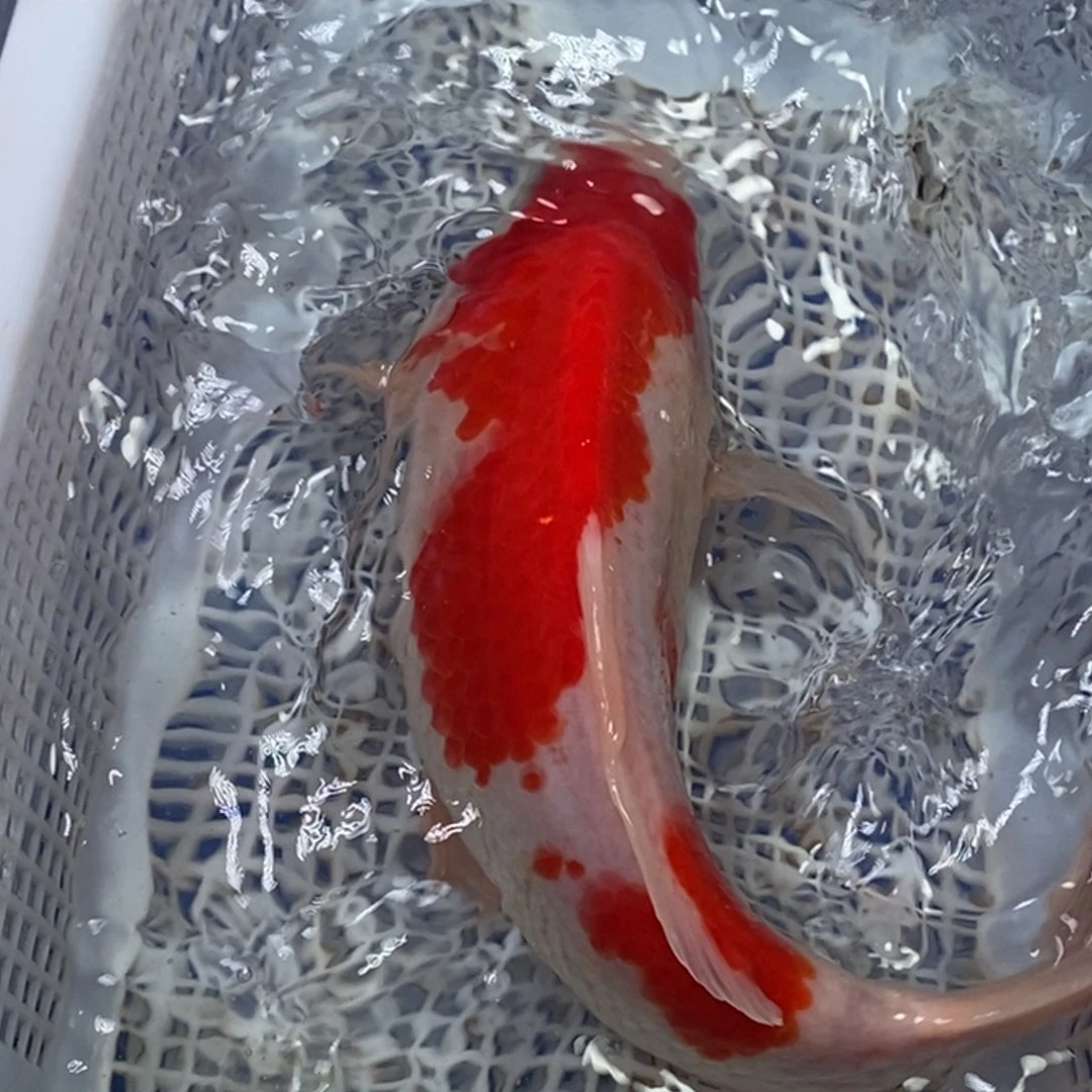 锦鲤锦鲤 开衩掉麟充血属于正常情况 介意别拍